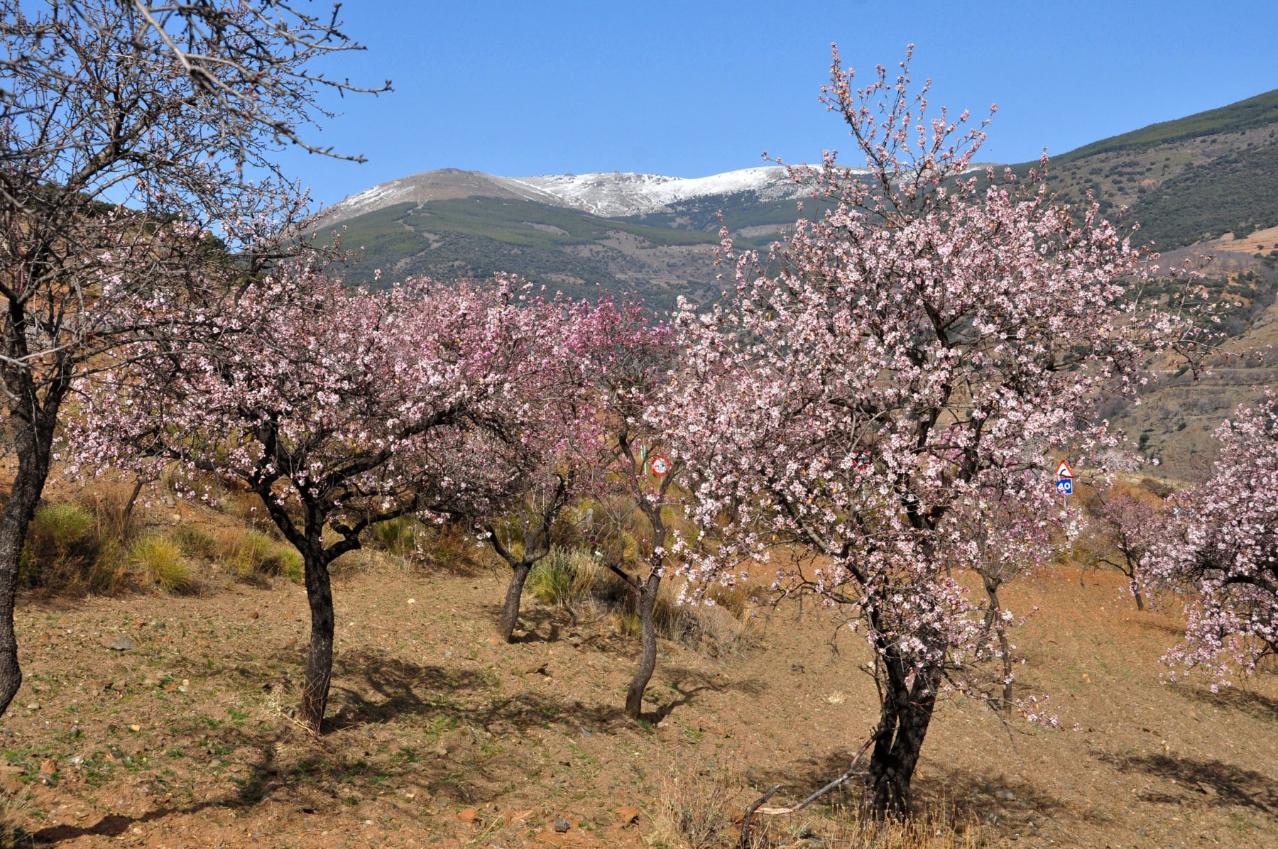 Laujar de Andarax